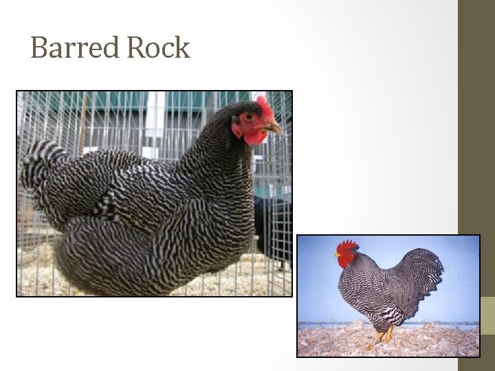 Barred Rock 