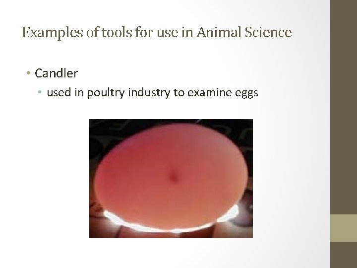 Examples of tools for use in Animal Science • Candler • used in poultry