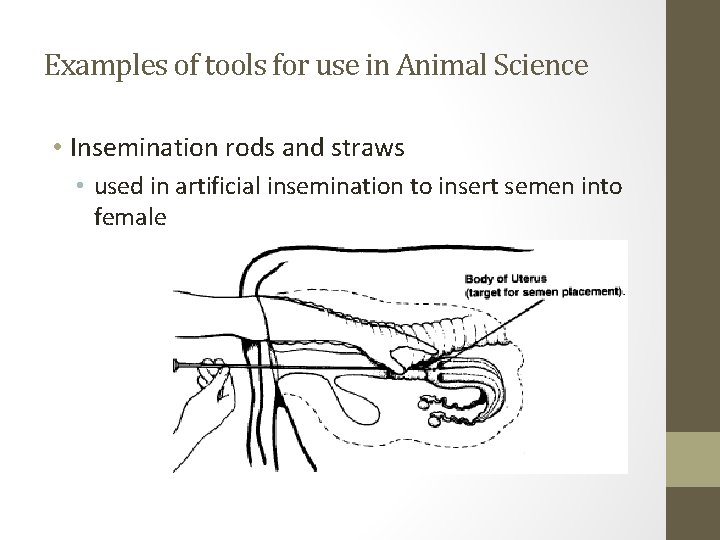 Examples of tools for use in Animal Science • Insemination rods and straws •