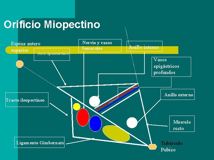 Orificio Miopectino Espina antero superior Nervio y vasos femorales Anillo interno Arco aponeurotico Vasos