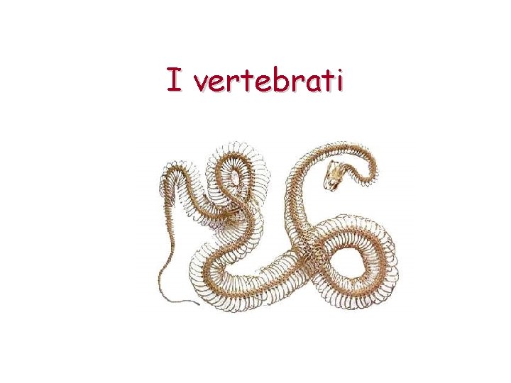 I vertebrati 