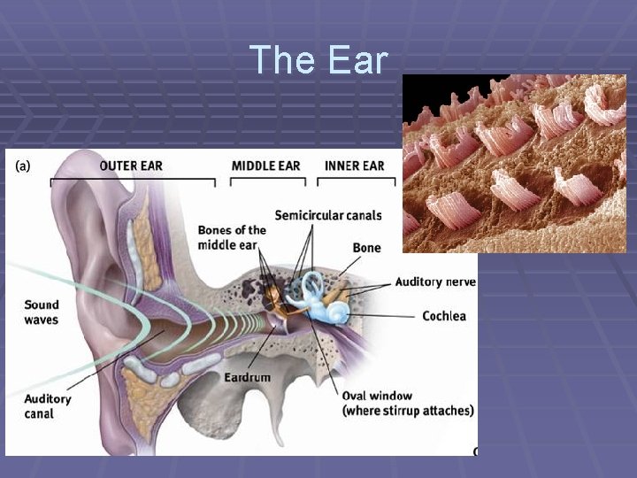 The Ear 