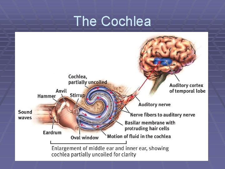 The Cochlea 