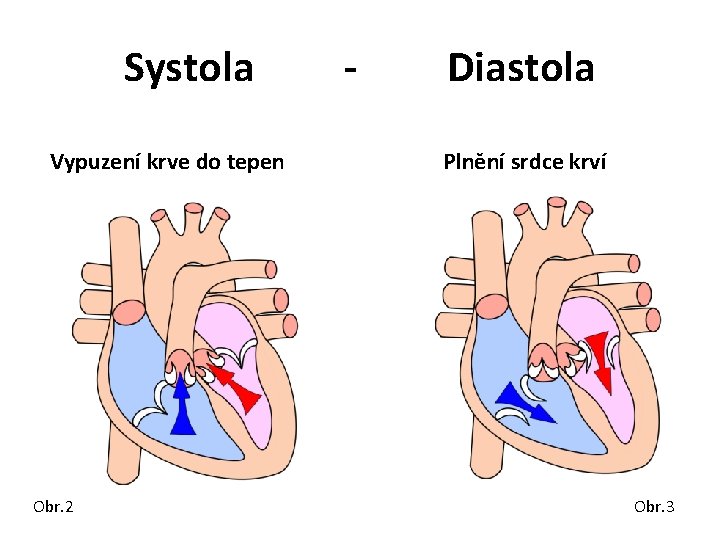 Systola Vypuzení krve do tepen Obr. 2 - Diastola Plnění srdce krví Obr. 3