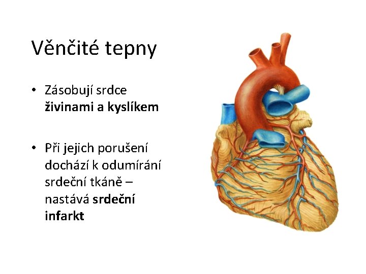 Věnčité tepny • Zásobují srdce živinami a kyslíkem • Při jejich porušení dochází k