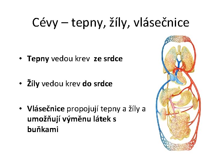 Cévy – tepny, žíly, vlásečnice • Tepny vedou krev ze srdce • Žíly vedou