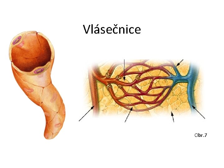 Vlásečnice Obr. 7 