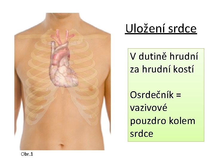 Uložení srdce V dutině hrudní za hrudní kostí Osrdečník = vazivové pouzdro kolem srdce