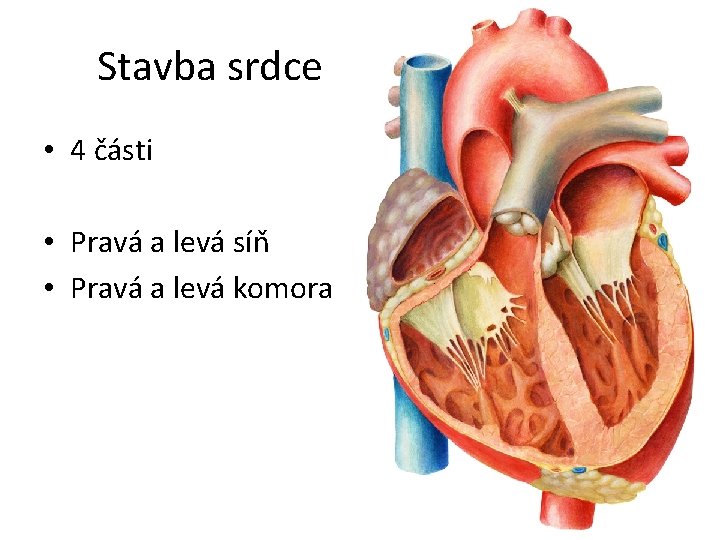 Stavba srdce • 4 části • Pravá a levá síň • Pravá a levá