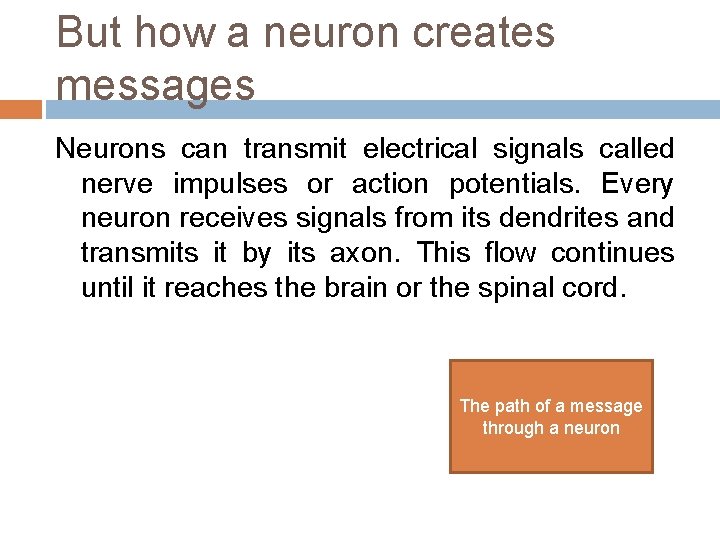 But how a neuron creates messages Neurons can transmit electrical signals called nerve impulses