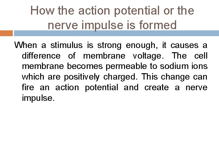 How the action potential or the nerve impulse is formed When a stimulus is