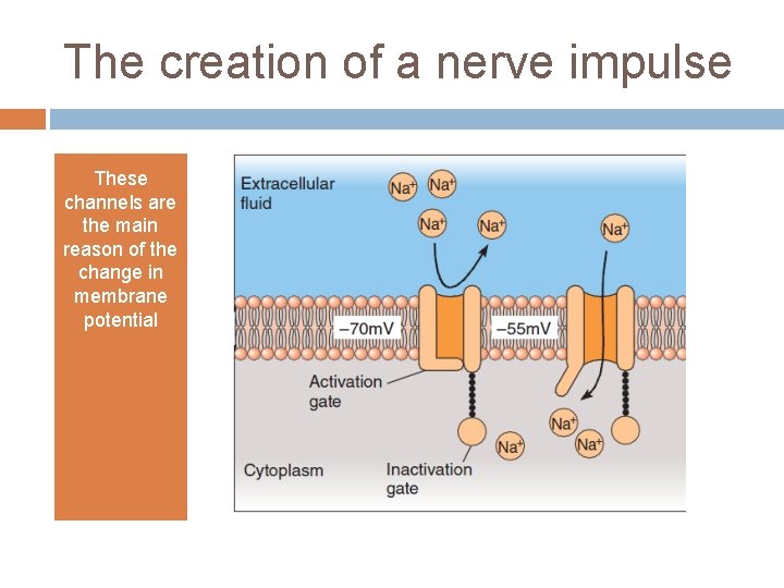 The creation of a nerve impulse These channels are the main reason of the