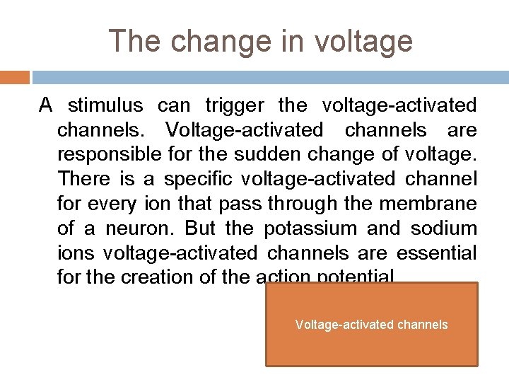 The change in voltage A stimulus can trigger the voltage-activated channels. Voltage-activated channels are