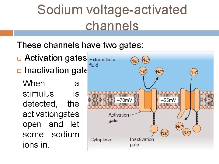 Sodium voltage-activated channels These channels have two gates: q Activation gates q Inactivation gates
