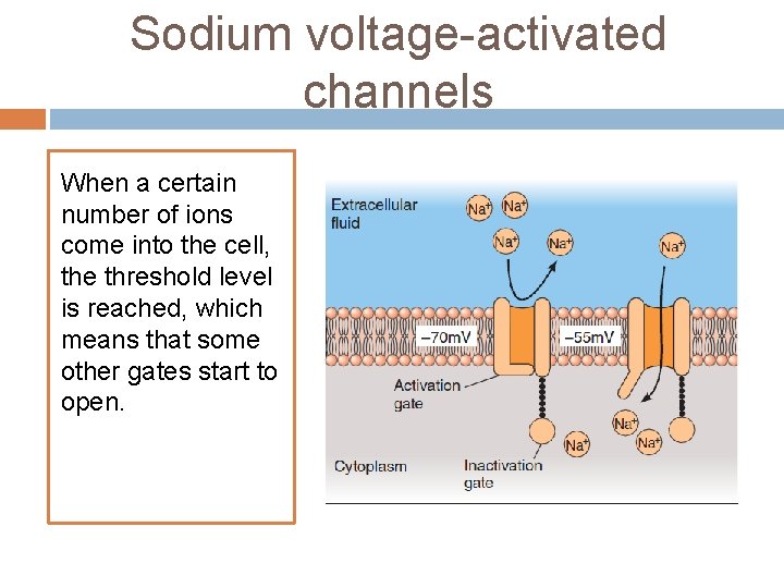 Sodium voltage-activated channels When a certain number of ions come into the cell, the