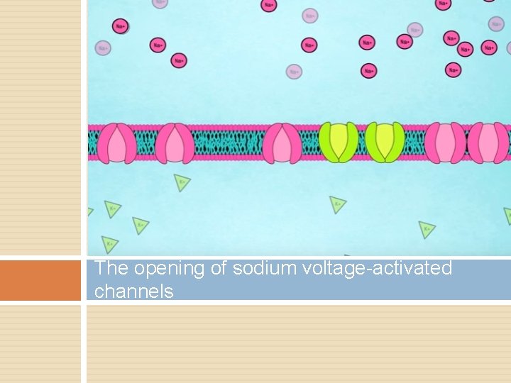 The opening of sodium voltage-activated channels 