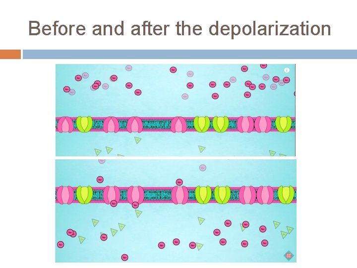 Before and after the depolarization 