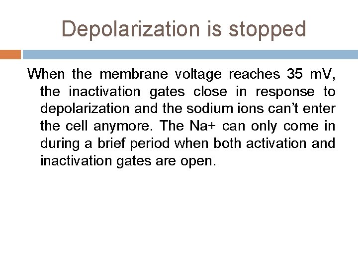Depolarization is stopped When the membrane voltage reaches 35 m. V, the inactivation gates