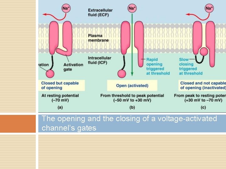The opening and the closing of a voltage-activated channel’s gates 