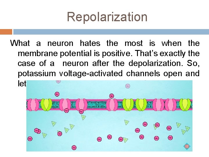 Repolarization What a neuron hates the most is when the membrane potential is positive.