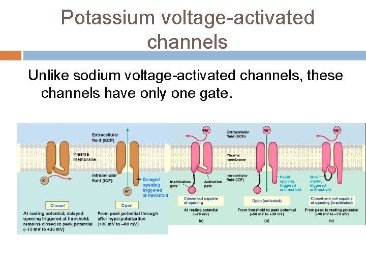 Potassium voltage-activated channels Unlike sodium voltage-activated channels, these channels have only one gate. 