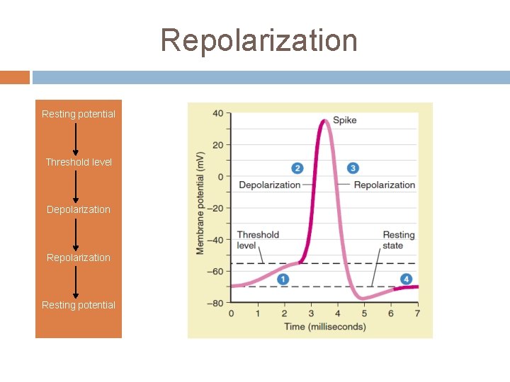 Repolarization Resting potential Threshold level Depolarization Resting potential 