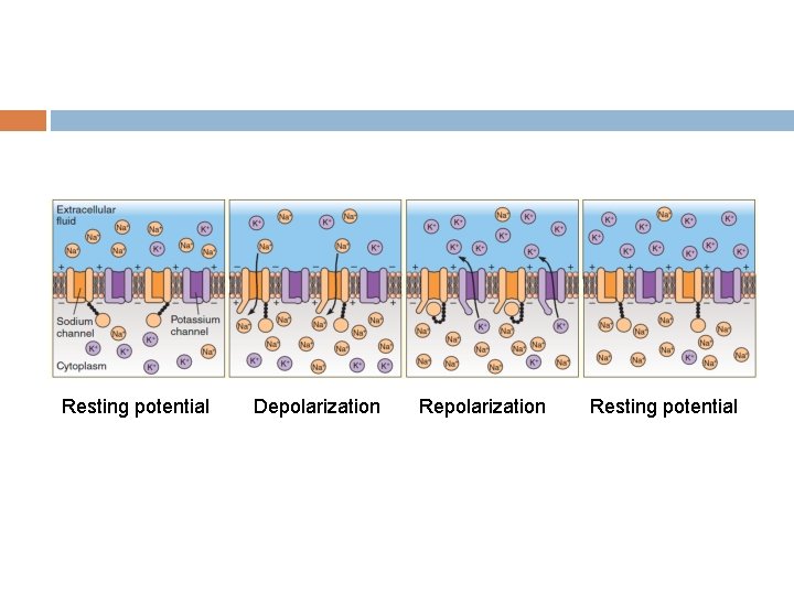 Resting potential Depolarization Resting potential 