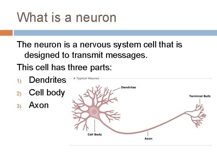 What is a neuron The neuron is a nervous system cell that is designed
