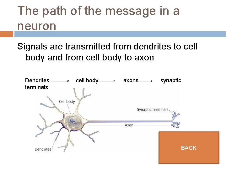 The path of the message in a neuron Signals are transmitted from dendrites to
