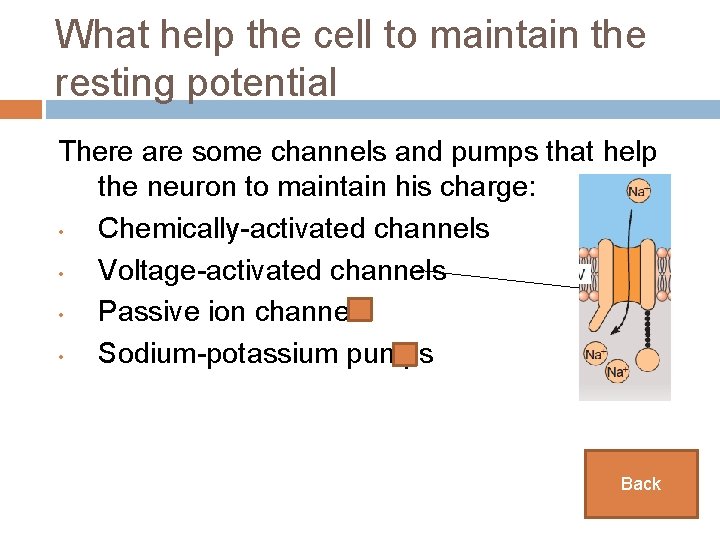 What help the cell to maintain the resting potential There are some channels and