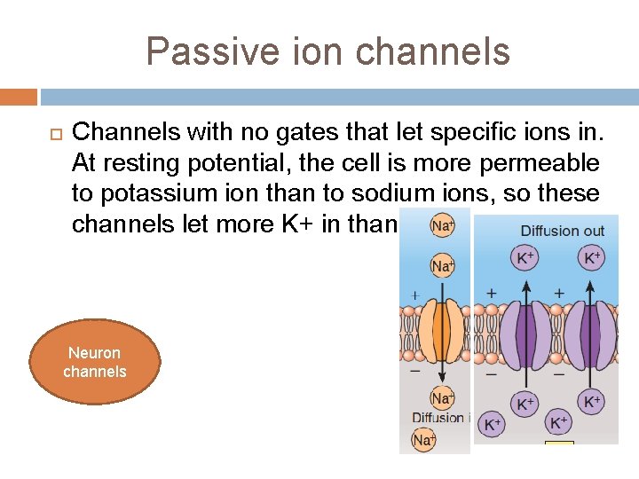 Passive ion channels Channels with no gates that let specific ions in. At resting