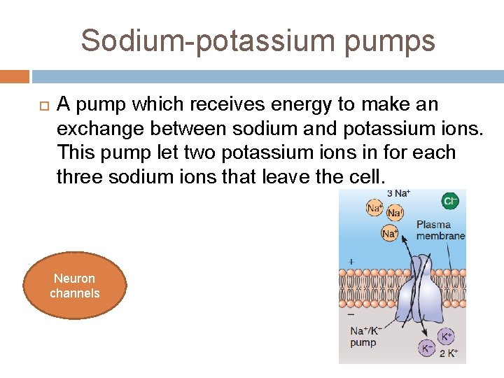 Sodium-potassium pumps A pump which receives energy to make an exchange between sodium and
