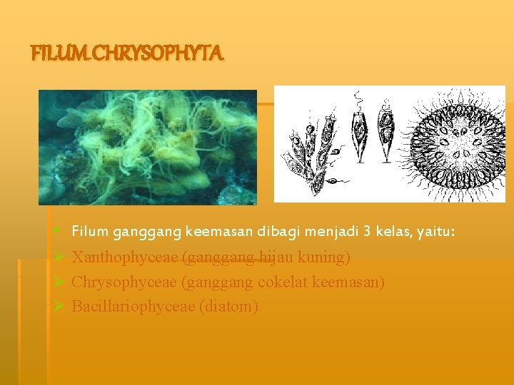 FILUM CHRYSOPHYTA § Filum gang keemasan dibagi menjadi 3 kelas, yaitu: Ø Xanthophyceae (gang