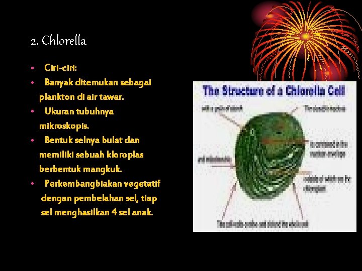 2. Chlorella • Ciri-ciri: • Banyak ditemukan sebagai plankton di air tawar. • Ukuran