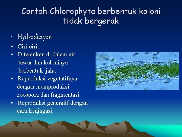 Contoh Chlorophyta berbentuk koloni tidak bergerak • Hydrodictyon • Ciri-ciri : • Ditemukan di