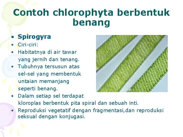 Contoh chlorophyta berbentuk benang • Spirogyra • Ciri-ciri: • Habitatnya di air tawar yang