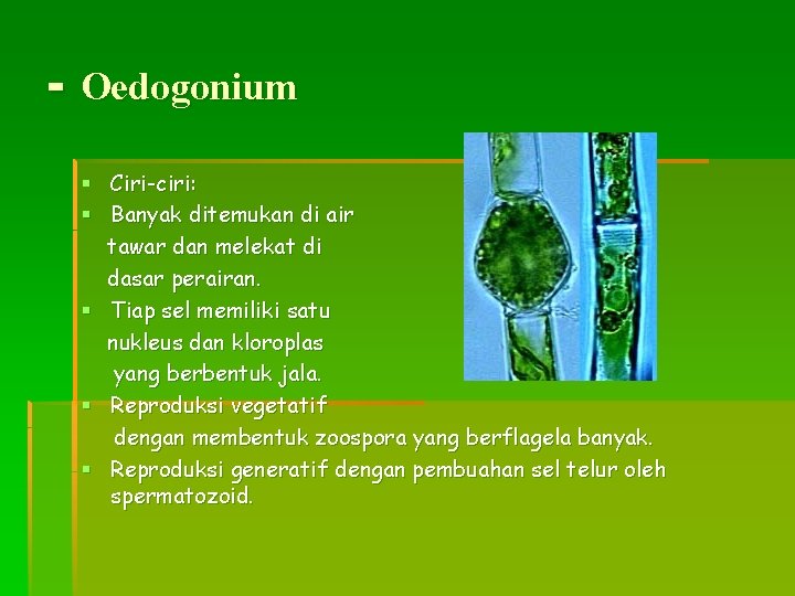 - Oedogonium § Ciri-ciri: § Banyak ditemukan di air tawar dan melekat di dasar