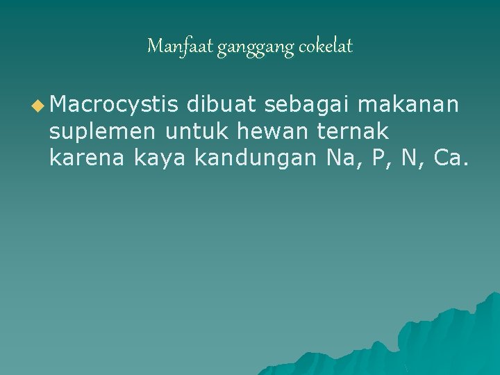 Manfaat gang cokelat u Macrocystis dibuat sebagai makanan suplemen untuk hewan ternak karena kaya