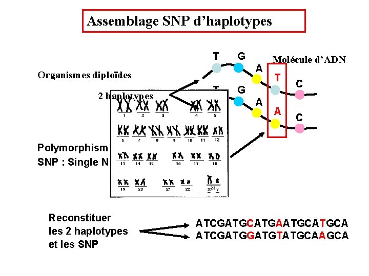 Assemblage SNP d’haplotypes T G A Organismes diploïdes 2 haplotypes T Molécule d’ADN T