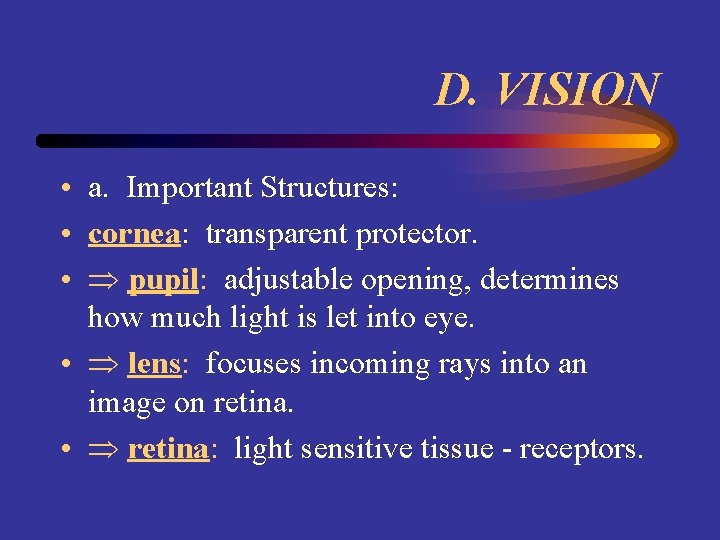 D. VISION • a. Important Structures: • cornea: transparent protector. • pupil: adjustable opening,