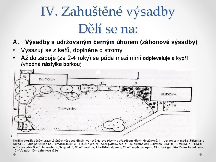 IV. Zahuštěné výsadby Dělí se na: A. Výsadby s udržovaným černým úhorem (záhonové výsadby)