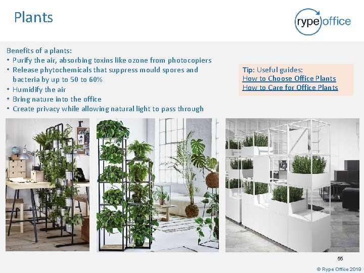 Plants Benefits of a plants: • Purify the air, absorbing toxins like ozone from