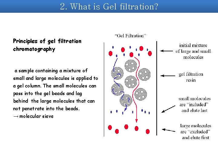 2. What is Gel filtration? Principles of gel filtration chromatography a sample containing a 2. What is Gel filtration? Principles of gel filtration chromatography a sample containing a