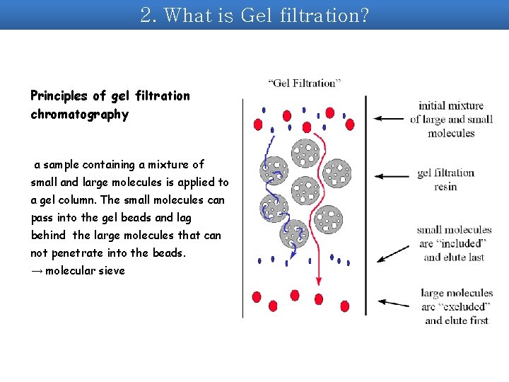 2. What is Gel filtration? Principles of gel filtration chromatography a sample containing a