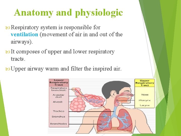 Anatomy and physiologic Respiratory system is responsible for ventilation (movement of air in and