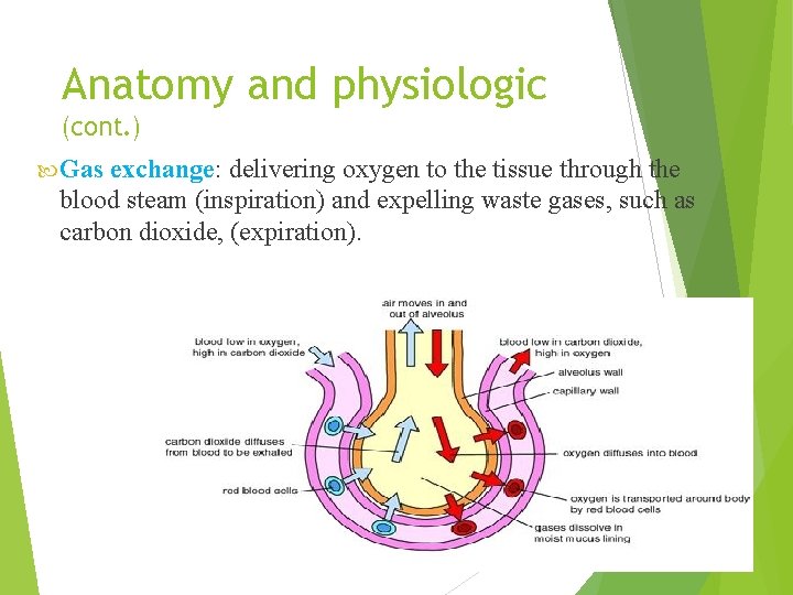 Anatomy and physiologic (cont. ) Gas exchange: delivering oxygen to the tissue through the