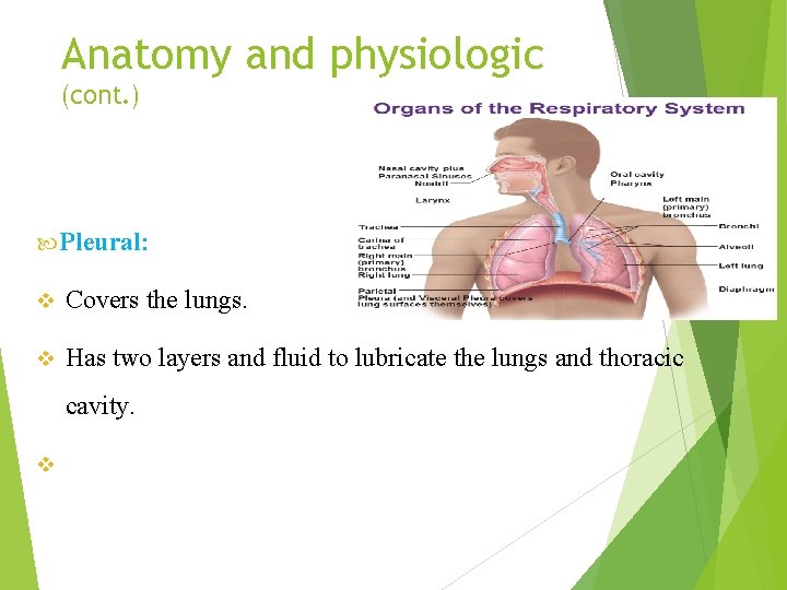 Anatomy and physiologic (cont. ) Pleural: v Covers the lungs. v Has two layers