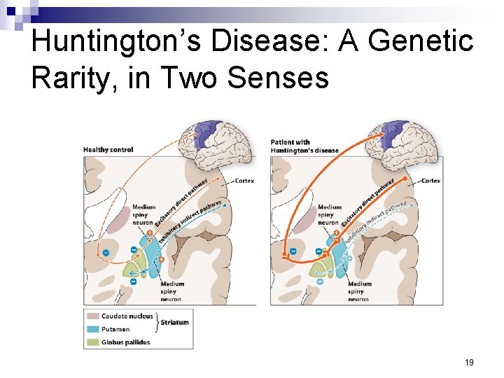 Huntington’s Disease: A Genetic Rarity, in Two Senses 19 