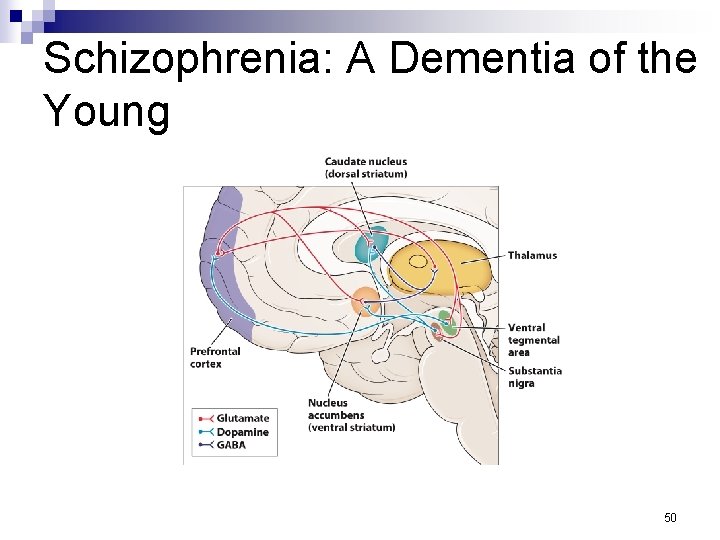 Schizophrenia: A Dementia of the Young 50 