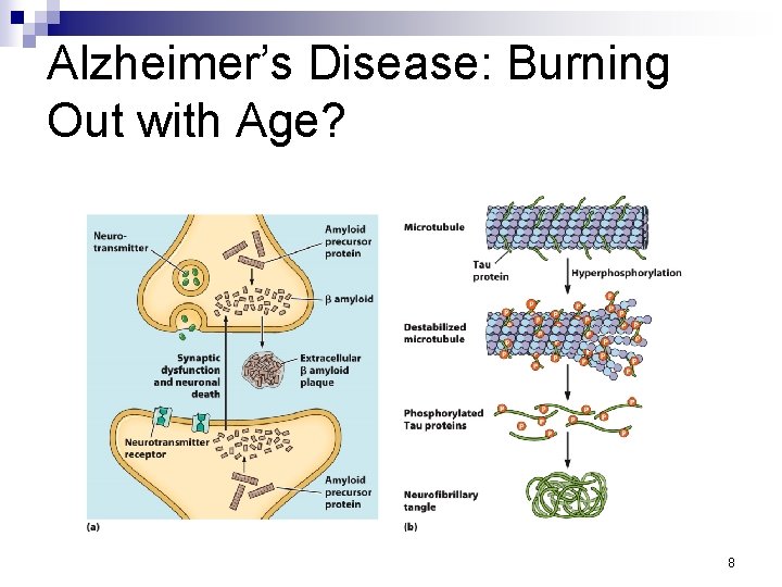 Alzheimer’s Disease: Burning Out with Age? 8 